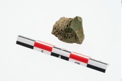 Foto von Tierknochen (NHMW-PRAE-003457)